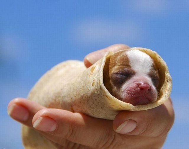 image tagged in funny,cute
