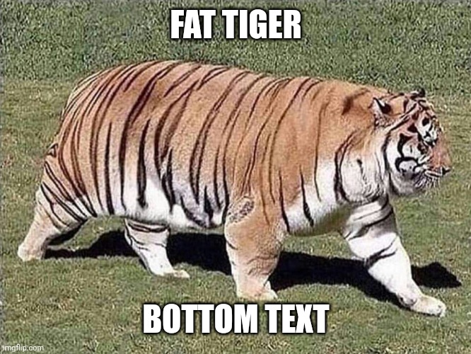 Tony the Diabetic Tiger | FAT TIGER; BOTTOM TEXT | image tagged in tony the diabetic tiger,tigers,bottom text,stop reading the tags | made w/ Imgflip meme maker