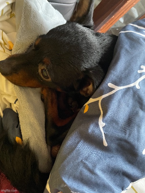 not this btch growling and snapping at me like i didn’t give him my heating pad to sleep on | made w/ Imgflip meme maker