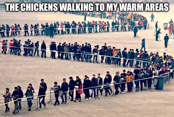 line of people | THE CHICKENS WALKING TO MY WARM AREAS | image tagged in line of people | made w/ Imgflip meme maker