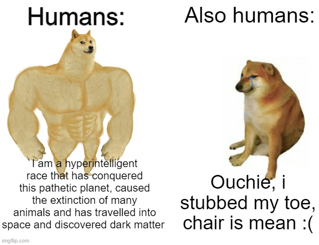 Buff Doge vs. Cheems | Humans:; Also humans:; I am a hyperintelligent race that has conquered this pathetic planet, caused the extinction of many animals and has travelled into space and discovered dark matter; Ouchie, i stubbed my toe, chair is mean :( | image tagged in memes,buff doge vs cheems | made w/ Imgflip meme maker