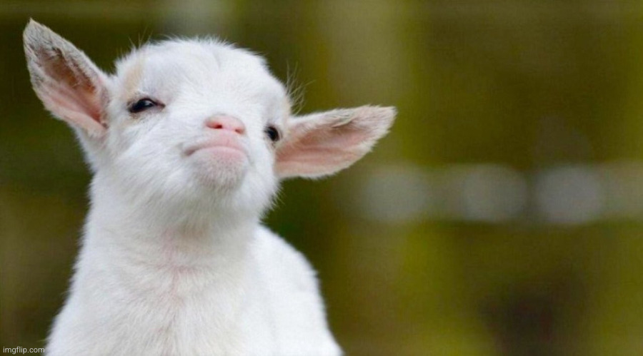 Confident Lamb (blank) | image tagged in confident lamb,proud lamb,baby lamb,suspicious lamb,cool lamb | made w/ Imgflip meme maker