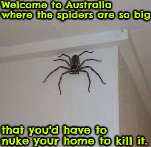 Welcome To Australia | Welcome to Australia where the spiders are so big; that you'd have to nuke your home to kill it. | image tagged in meanwhile in australia,memes,scary,arachnophobia,nuke,nope | made w/ Imgflip meme maker