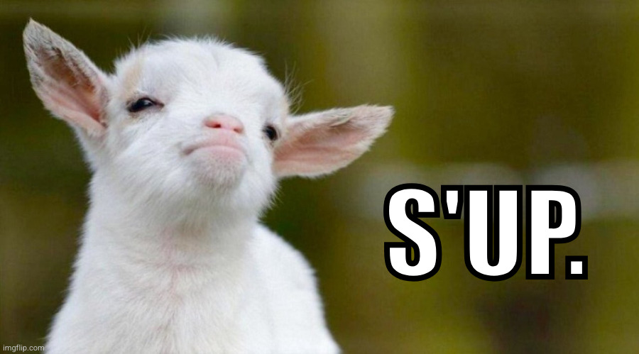 S'up (Cool Lamb) | S'UP. | image tagged in confident lamb,cool lamb,proud lamb,sup,'sup,s'up | made w/ Imgflip meme maker