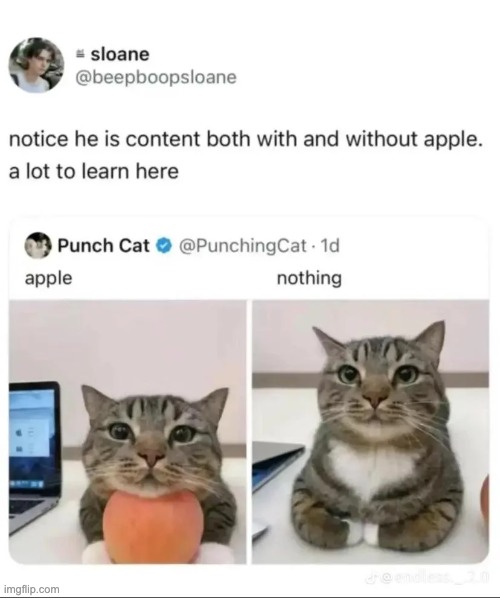 to take a break from the blender cat shit heres a cat with en apple | made w/ Imgflip meme maker