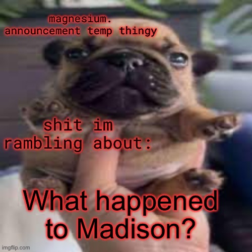 pug temp | What happened to Madison? | image tagged in pug temp | made w/ Imgflip meme maker