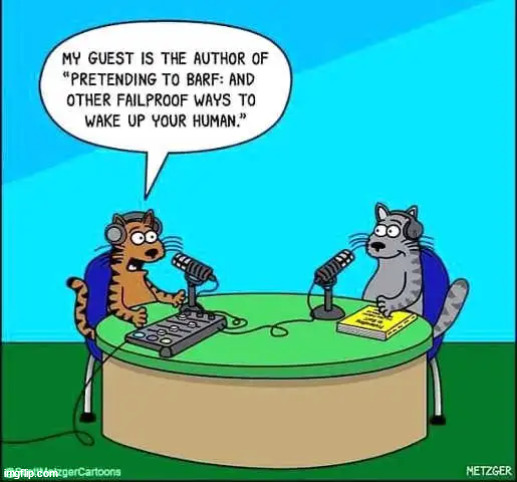 you're on the air... | image tagged in cats,cat talk radio | made w/ Imgflip meme maker