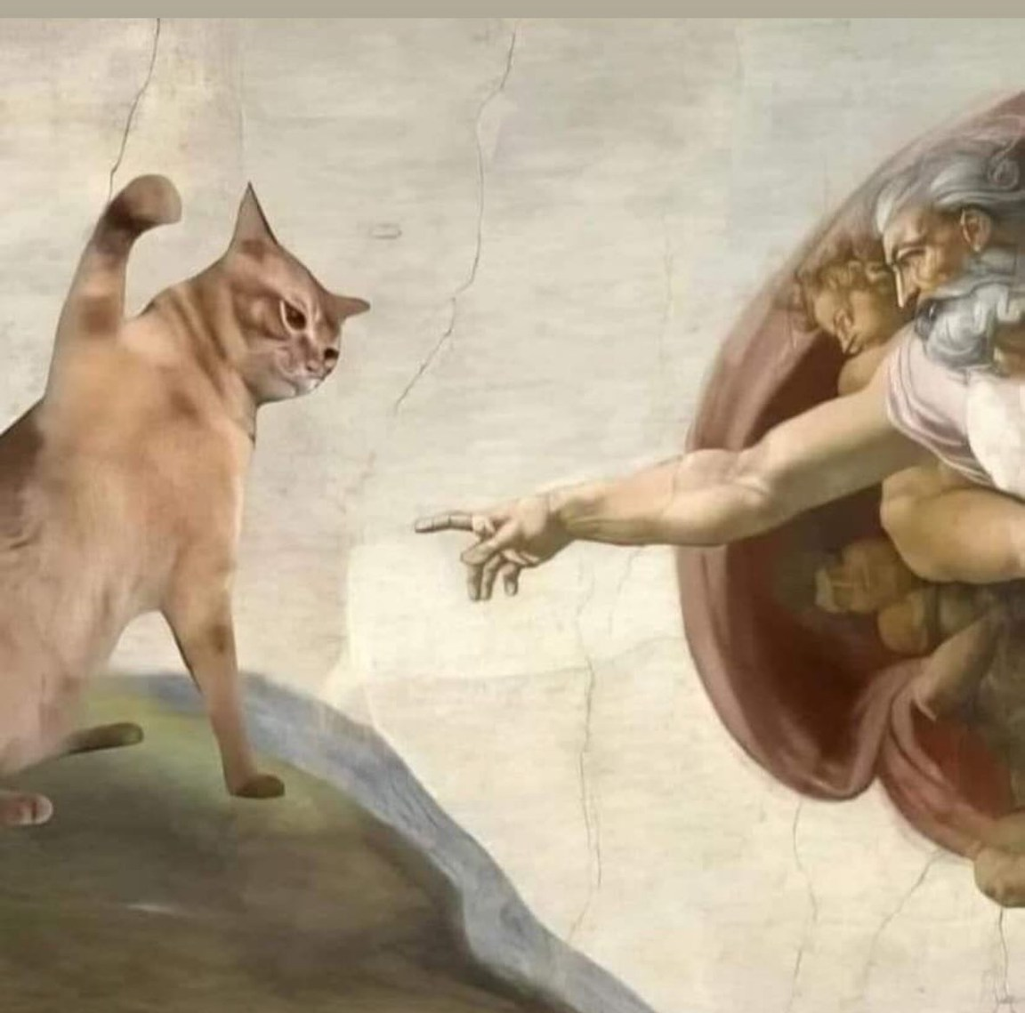 but with cats Blank Meme Template