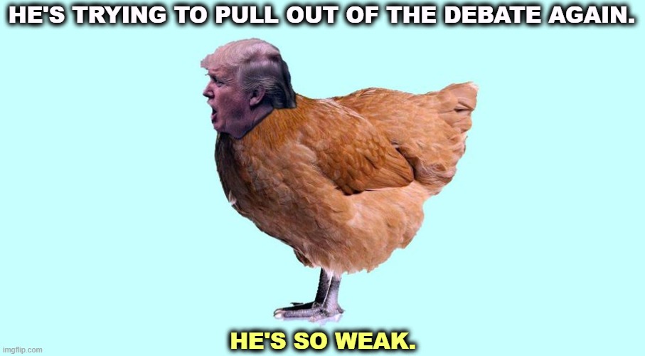 Trump chicken coward weak weakling fragile thin-skinned animal | HE'S TRYING TO PULL OUT OF THE DEBATE AGAIN. HE'S SO WEAK. | image tagged in trump chicken coward weak weakling fragile thin-skinned animal,trump,debate,chicken,coward,weak | made w/ Imgflip meme maker