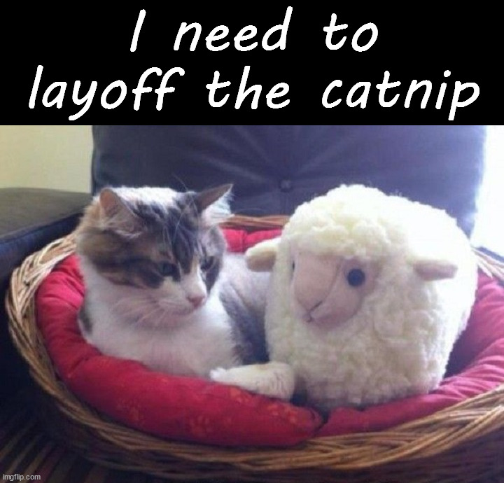 The next morning | I need to layoff the catnip | image tagged in cats | made w/ Imgflip meme maker