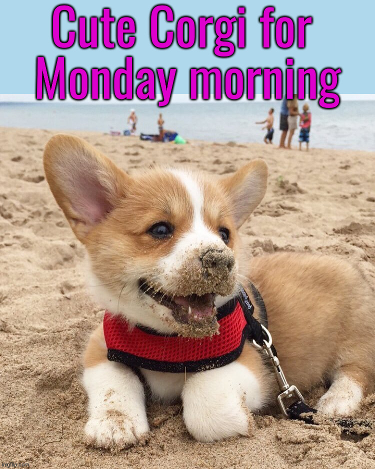 After the weekend, you need this motivation | Cute Corgi for 
Monday morning | image tagged in dogs | made w/ Imgflip meme maker