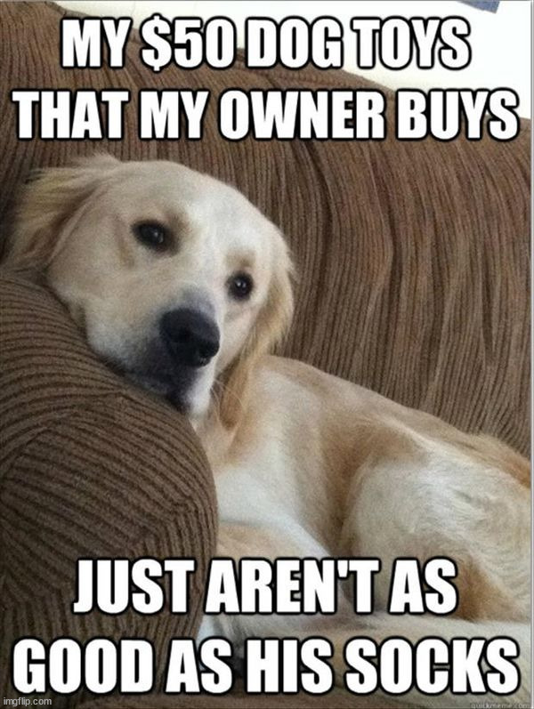 Chews on everything but the toys | image tagged in dogs | made w/ Imgflip meme maker