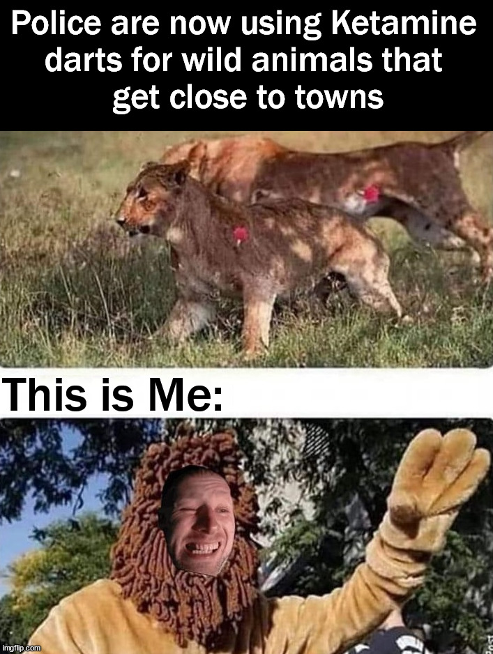 Nice way to be shot | Police are now using Ketamine 
darts for wild animals that 
get close to towns; This is Me: | image tagged in dark humor | made w/ Imgflip meme maker