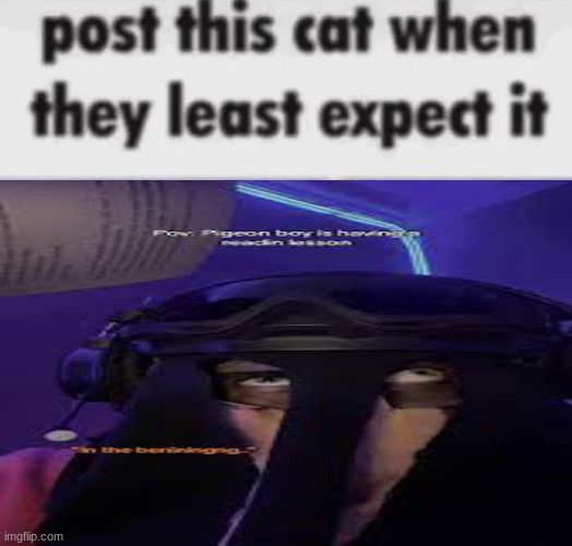 post this cat when they least expect it | image tagged in post this cat when they least expect it | made w/ Imgflip meme maker