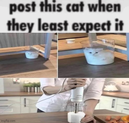 post this cat when they least expect it | image tagged in post this cat when they least expect it | made w/ Imgflip meme maker