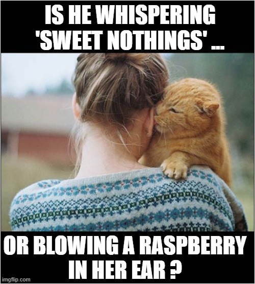 You Must Decide ! | IS HE WHISPERING 'SWEET NOTHINGS' ... OR BLOWING A RASPBERRY
IN HER EAR ? | image tagged in cats,whispering,raspberry,you decide | made w/ Imgflip meme maker