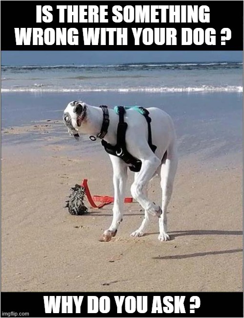 I'm Genuinely Concerned ! | IS THERE SOMETHING WRONG WITH YOUR DOG ? WHY DO YOU ASK ? | image tagged in dogs,concern,pose | made w/ Imgflip meme maker