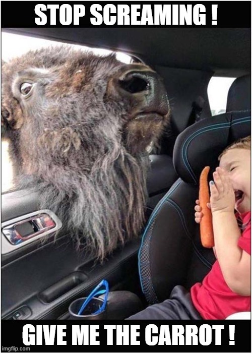 Feed Me ! | STOP SCREAMING ! GIVE ME THE CARROT ! | image tagged in bison,little girl,screaming,carrot | made w/ Imgflip meme maker