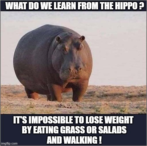 An Interesing Life Lesson ! | WHAT DO WE LEARN FROM THE HIPPO ? IT'S IMPOSSIBLE TO LOSE WEIGHT 
BY EATING GRASS OR SALADS
AND WALKING ! | image tagged in overweight,hippo,useless | made w/ Imgflip meme maker