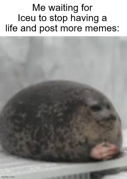 Waiting seal | Me waiting for Iceu to stop having a life and post more memes: | image tagged in waiting seal | made w/ Imgflip meme maker