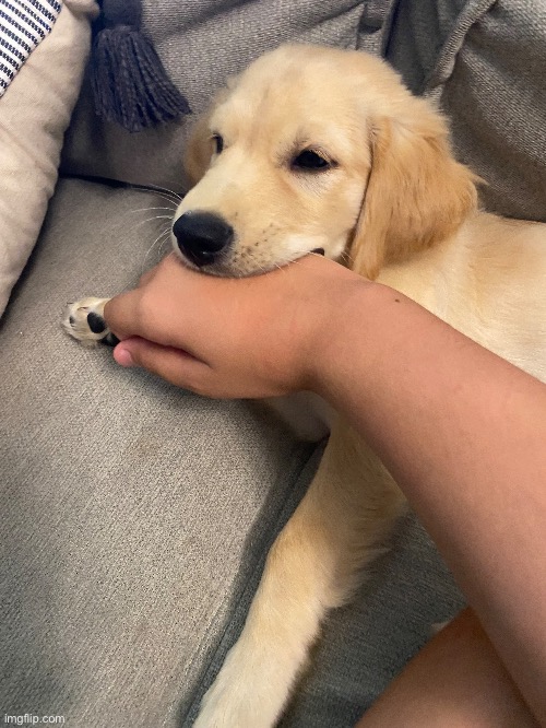 why you chewing my hand guh | made w/ Imgflip meme maker