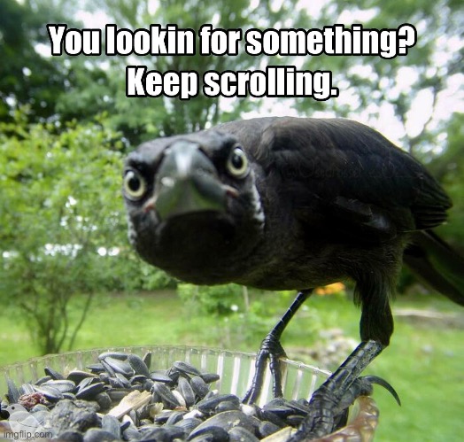 Scroll Crow | image tagged in keep scrolling,scroll,crow,social media,scarecrow | made w/ Imgflip meme maker