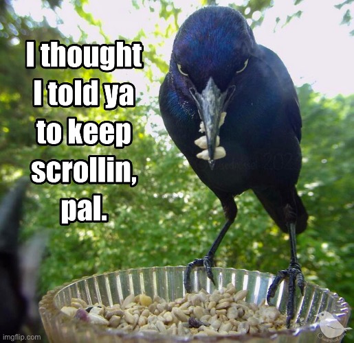 Scroll Crow Part Deux | image tagged in scroll,keep scrolling,crow,social media,scarecrow | made w/ Imgflip meme maker