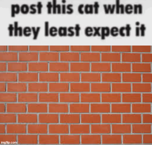 post this cat when they least expect it | image tagged in post this cat when they least expect it | made w/ Imgflip meme maker