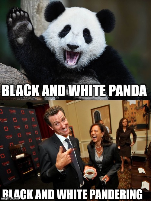 Cute but deadly | BLACK AND WHITE PANDA; BLACK AND WHITE PANDERING | image tagged in panda waving,gavin newsom kamala harris | made w/ Imgflip meme maker