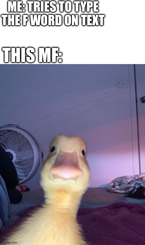 Autocorrect moment | ME: TRIES TO TYPE THE F WORD ON TEXT; THIS MF: | image tagged in duck stare,so true memes,relatable,memes,funny,ducks | made w/ Imgflip meme maker