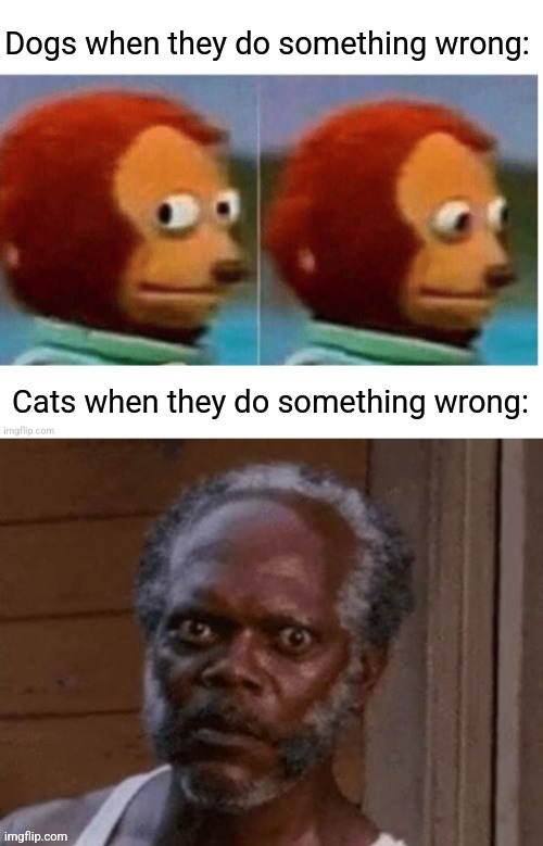 The Truth About Cats and Dogs | image tagged in samuel l jackson,cats,guilty,dogs,funny,pets | made w/ Imgflip meme maker