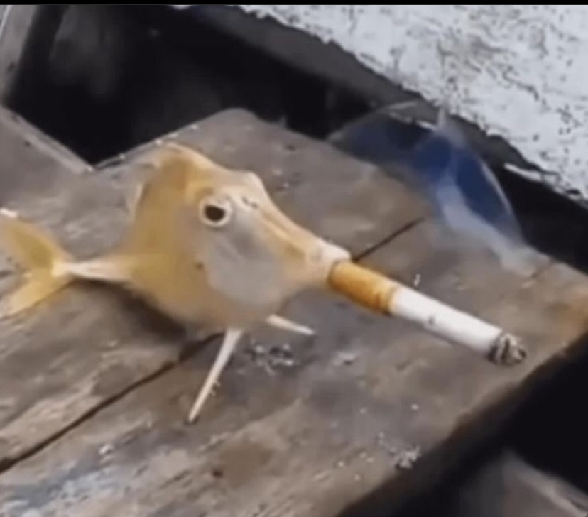 Fish smoking Blank Meme Template