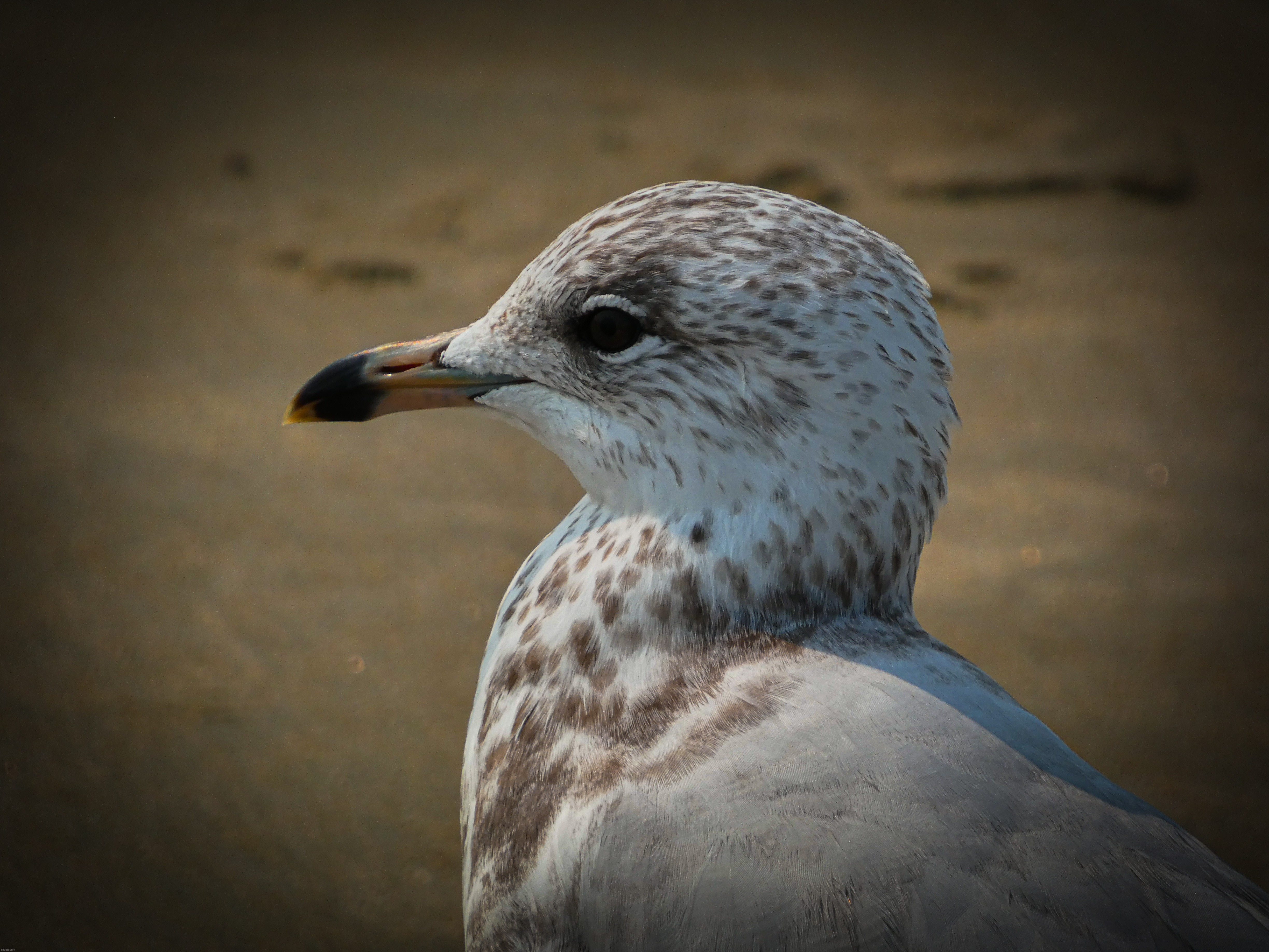 I took this photo of an Adult Ring-Billed Gull when I went to a beach in Maine a few weeks ago | image tagged in share your photos,photography,share your own photos | made w/ Imgflip meme maker