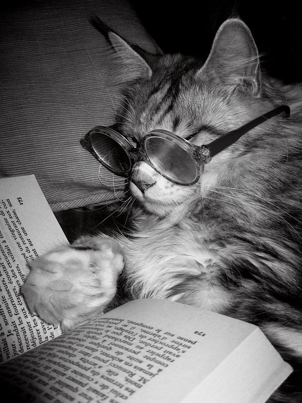 Cat reading book Blank Meme Template