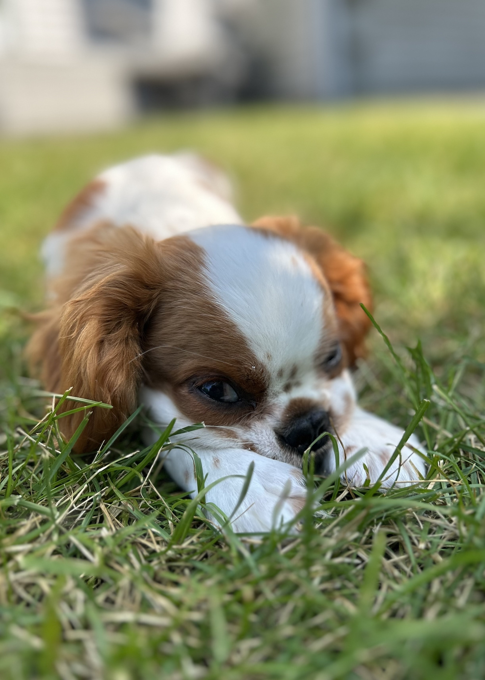 Cavalier puppy Blank Meme Template