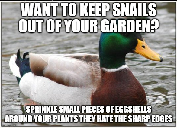 Actual Advice Mallard Meme | WANT TO KEEP SNAILS OUT OF YOUR GARDEN? SPRINKLE SMALL PIECES OF EGGSHELLS AROUND YOUR PLANTS THEY HATE THE SHARP EDGES | image tagged in memes,actual advice mallard | made w/ Imgflip meme maker