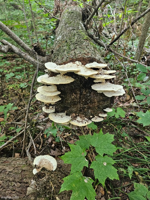 THESE MUSHROOMS AT THE END OF THOSE TREE STUMP | image tagged in mushrooms,trees,forest,nature | made w/ Imgflip meme maker