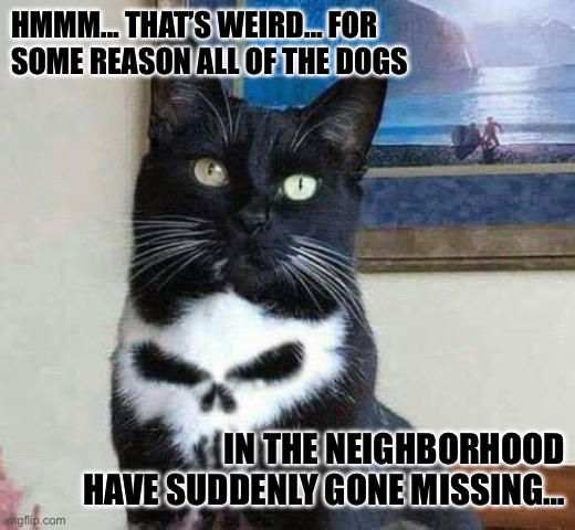 Punisher cat | HMMM… THAT’S WEIRD… FOR SOME REASON ALL OF THE DOGS; IN THE NEIGHBORHOOD HAVE SUDDENLY GONE MISSING… | image tagged in punisher cat | made w/ Imgflip meme maker