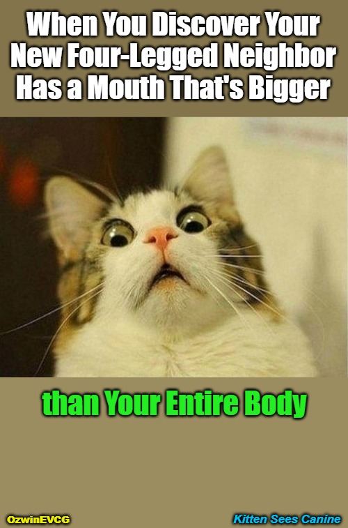 (For the...) Kitten Sees Canine (...First Time) | When You Discover Your 

New Four-Legged Neighbor 

Has a Mouth That's Bigger; than Your Entire Body; Kitten Sees Canine; OzwinEVCG | image tagged in cats,dogs,memes,animals,funny,be prepared | made w/ Imgflip meme maker