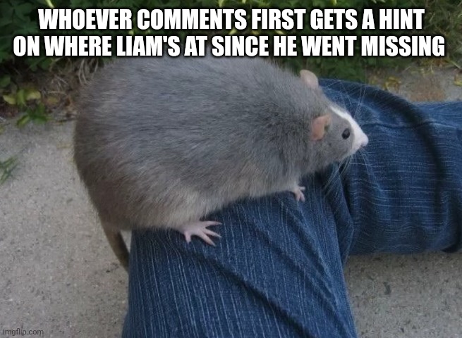 Da beeg rat | WHOEVER COMMENTS FIRST GETS A HINT ON WHERE LIAM'S AT SINCE HE WENT MISSING | image tagged in da beeg rat | made w/ Imgflip meme maker