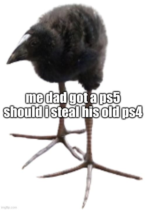 pukeko chick | me dad got a ps5 should i steal his old ps4 | image tagged in pukeko chick | made w/ Imgflip meme maker