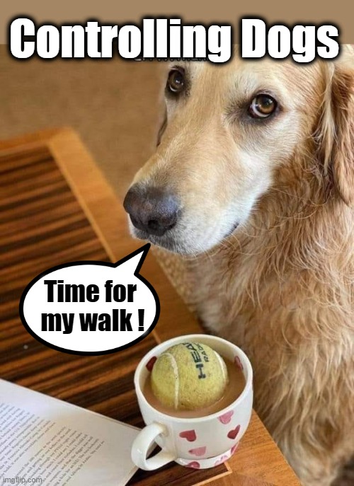 Time for my walk ! | Controlling Dogs; Time for 
my walk ! | image tagged in control | made w/ Imgflip meme maker