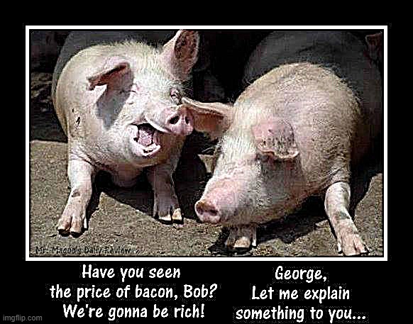 Pig ignorant ! | image tagged in iwanttobebacon | made w/ Imgflip meme maker