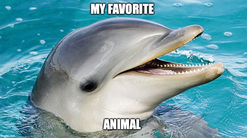 Dolphin | MY FAVORITE; ANIMAL | image tagged in dolphin | made w/ Imgflip meme maker