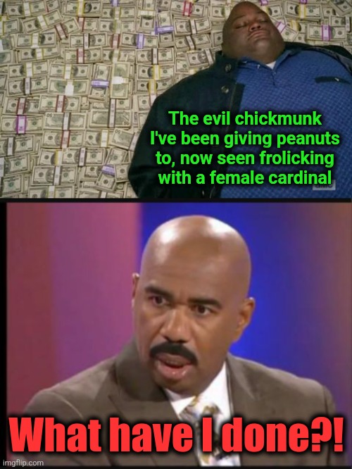 The evil chickmunk I've been giving peanuts to, now seen frolicking with a female cardinal; What have I done?! | image tagged in huell money,steve harvey that face when,memes,chipmunk,cardinal,crimes against nature | made w/ Imgflip meme maker