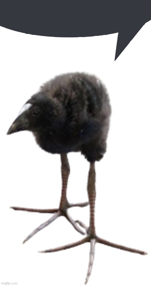 image tagged in discord speech bubble,pukeko chick | made w/ Imgflip meme maker