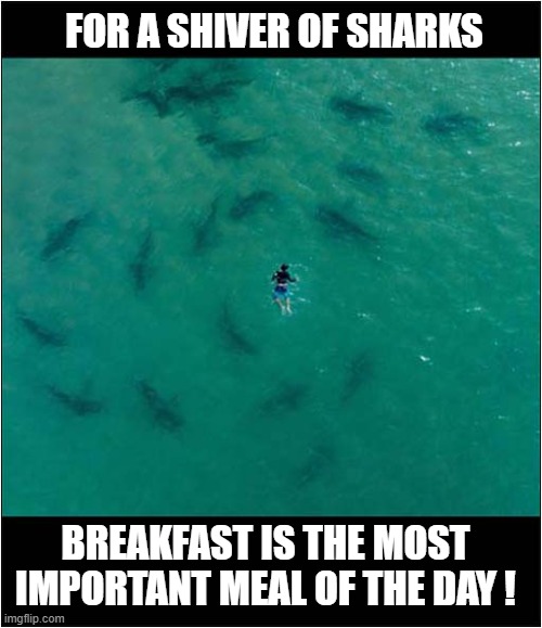 ♫ Jaws Theme Music Plays ♫ | FOR A SHIVER OF SHARKS; BREAKFAST IS THE MOST IMPORTANT MEAL OF THE DAY ! | image tagged in sharks,swimmer,breakfast,shiver,dark humour | made w/ Imgflip meme maker