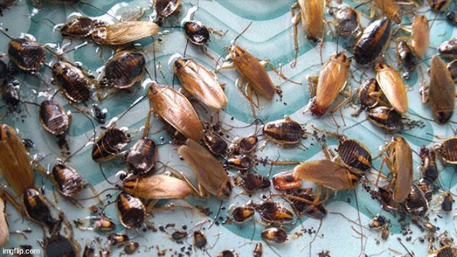 cockroaches | image tagged in cockroache infestation,democrat,harris,cockroache,bug,infestation | made w/ Imgflip meme maker