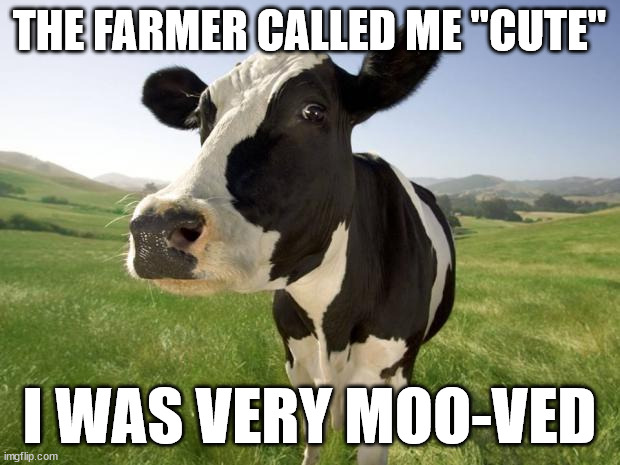 Not Horsing Around... | THE FARMER CALLED ME "CUTE"; I WAS VERY MOO-VED | image tagged in cow,cute,farmer | made w/ Imgflip meme maker