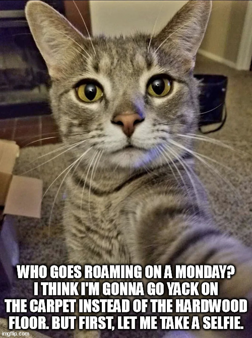 instacatagram | WHO GOES ROAMING ON A MONDAY? I THINK I'M GONNA GO YACK ON THE CARPET INSTEAD OF THE HARDWOOD FLOOR. BUT FIRST, LET ME TAKE A SELFIE. | image tagged in selfie,chainsmokers,cat selfie,feline | made w/ Imgflip meme maker